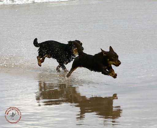 Lancashire Heeler 9R056D-182.JPG